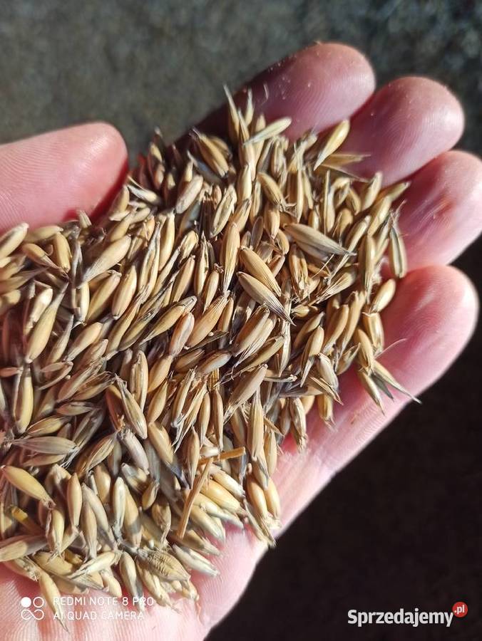 Owies pelet warmińsko-mazurskie Rokitnik