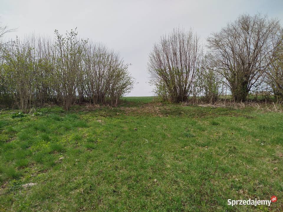 Sprzedam siedlisko z polem ornym klasy asfalt Sprzedaż lubelskie Telatyn