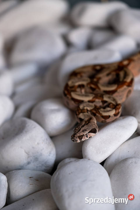 Boa hypo het albino kahl het anery t1 poss het Zwierzęta Poznań