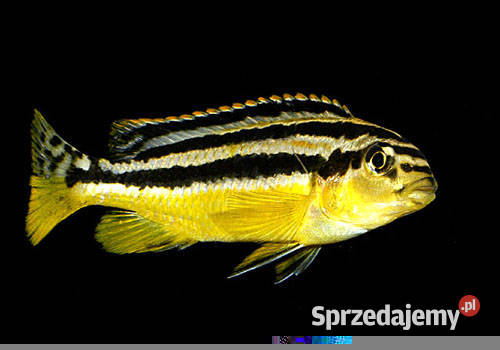 Rybki pyszczak Złocisty - Melanochromis Auratus
