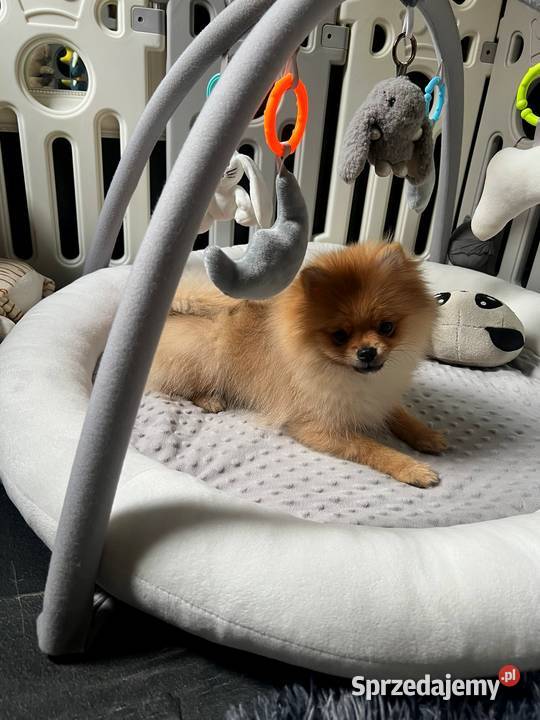 Szpic miniaturowy Pomeranian ORANGE