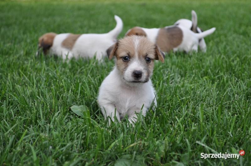 Jack Russell Terrier szczenięta lubelskie Zamość