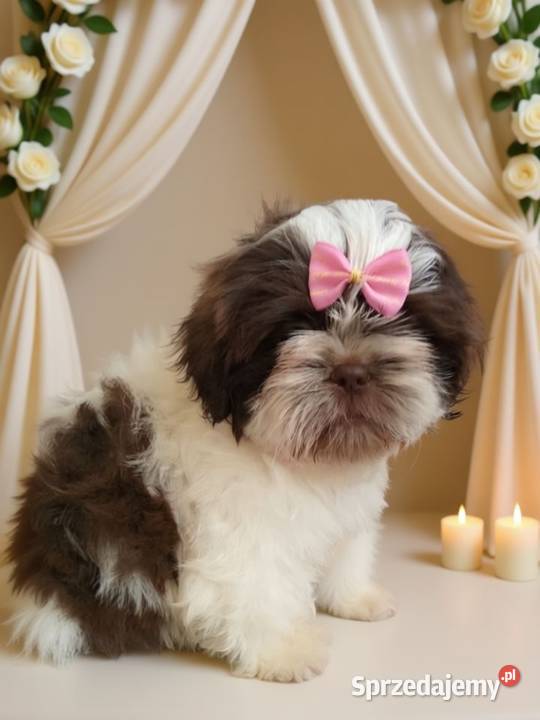 Biało czekoladowa śliczna suczka rasy ShihTzu