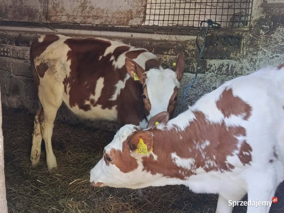 sprzedam dwie jałówki Hrubieszów