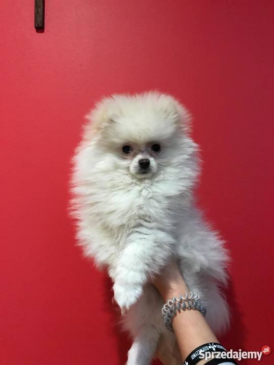 Pomeranian szpic miniaturowy boo Białystok