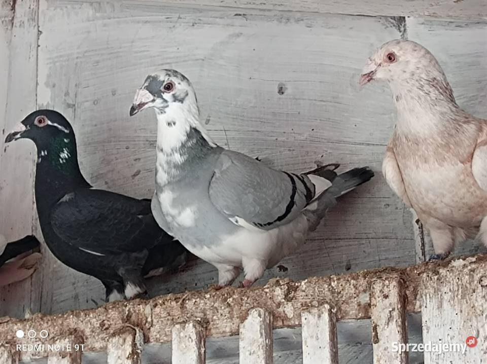 Gołębie Staropolskie Kuczbork-Wieś