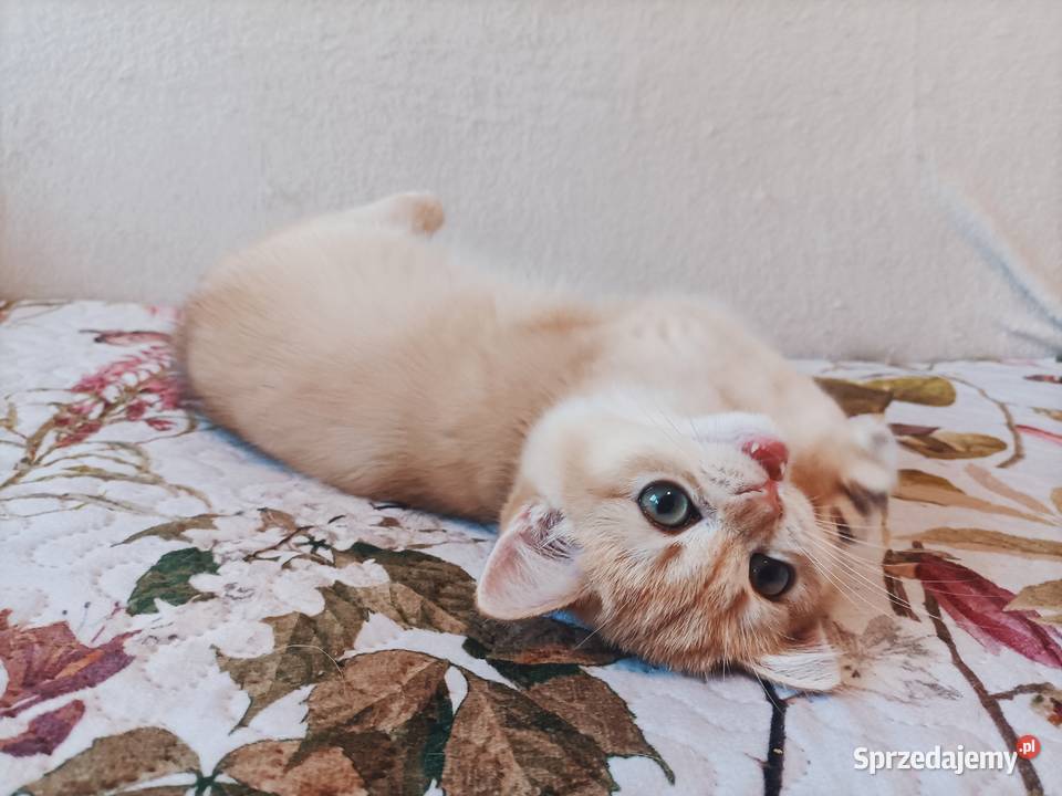 Kot brytyjski kotka brytyjska długowłosy Częstochowa sprzedam