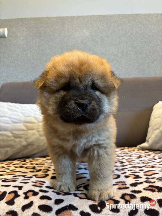 Chow Chow