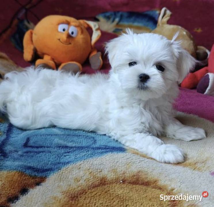 Oddam szczeniaka Maltańczyka z rodowodem dolnośląskie Wrocław