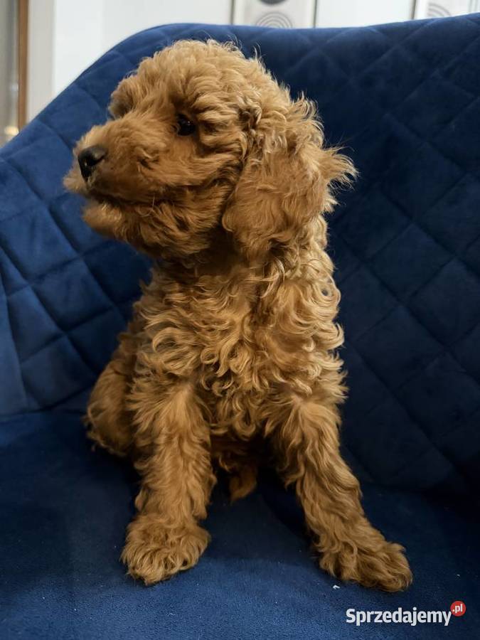 Sprzedam Cudownego Pieska Pudel Toy Red Borów