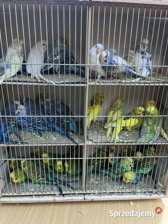 Papugi faliste Zachowice sprzedam