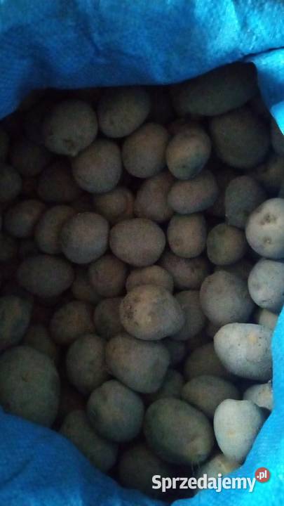 Sprzedam ziemniaki paszowe Urszulin