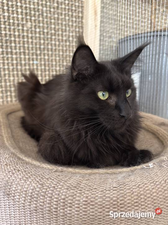 Kotka Maine coon Poznań