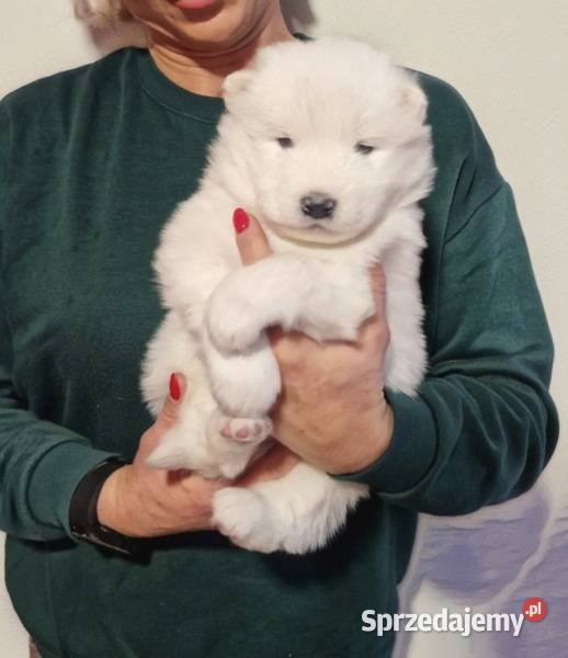 Rasowe szczeniaczki Samoyed Hodowla Pola