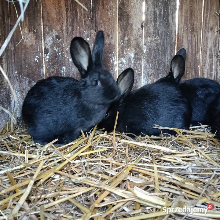 Królik Króliki Młode śląskie Jastrzębie-Zdrój