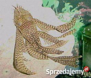 glonojad weloniasty Kraków Pozostałe Kraków