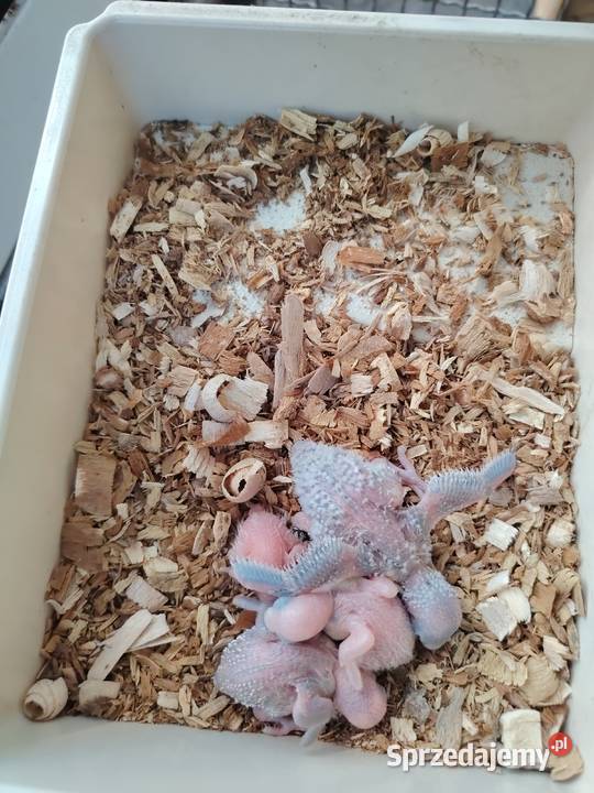 Papugi faliste różne gatunki bf bwnimfy papugi Kraków
