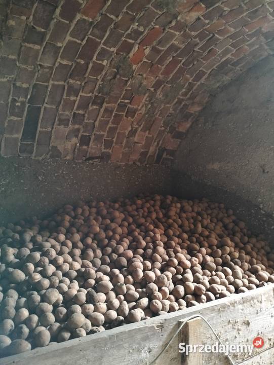 Ziemniaki sadzeniaki