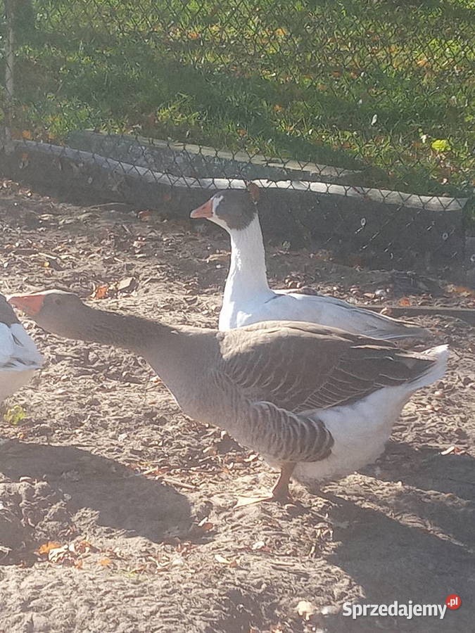 Gąsior Mrozowa Wola