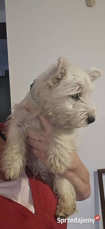 West highland white terrier westi zkwp FCI łódzkie Piątkowisko