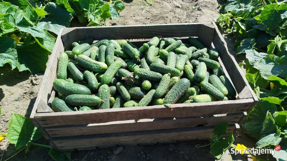 Ogórek gruntowy RUBATO I OCTOPUS Rolnictwo Dzierzążnia