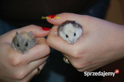 CHOMIKI PANDA BANAN ROBOROWSKI SYRYJSKI Ząbki