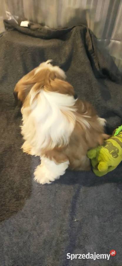 Shih Tzu FCi ZKwp Psy Tuchów