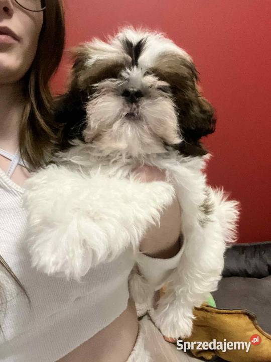 Piesek ShihTzu Mokrsko