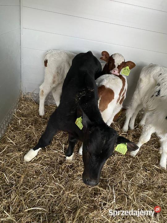 Byczki z dostawą Łowicz