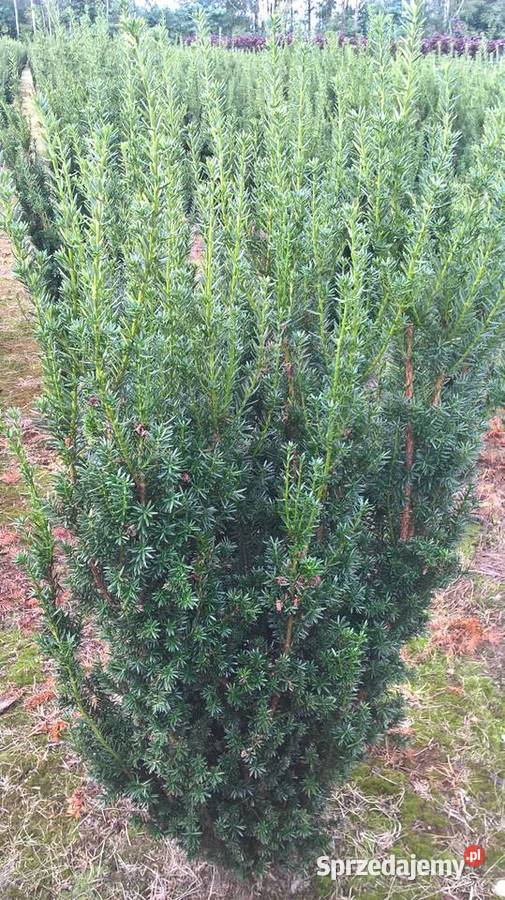 Piękne Cisy Gotowy Żywopłot mazowieckie Mszczonów