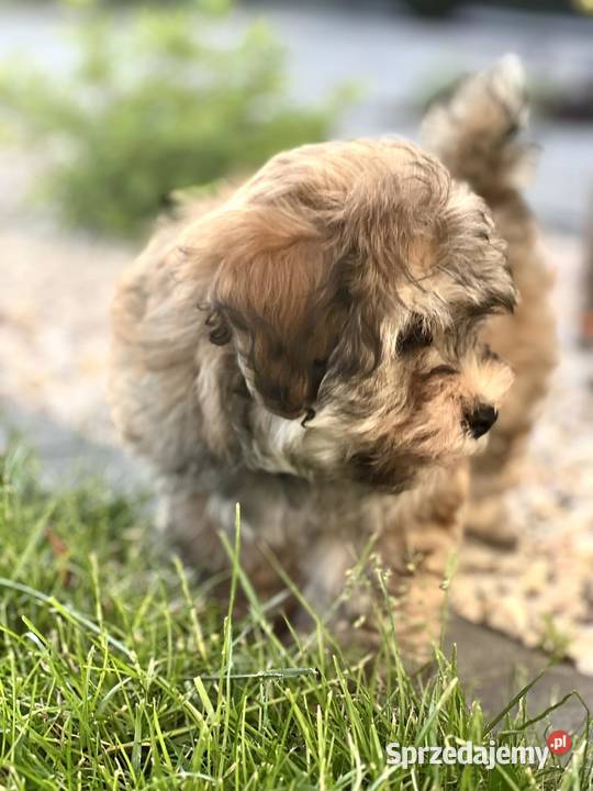 Hawańczyk szczeniak z rodowodem FCI Inowrocław