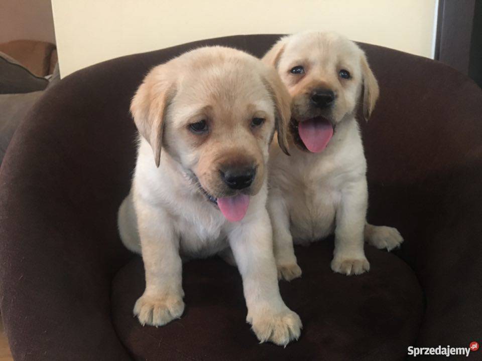 Szczeniaki labrador z rodowodem Sokół Sprzedajemy.pl