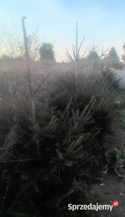 Świerki zielone Zagórów sprzedam