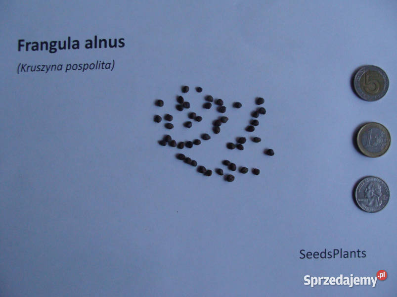 KRUSZYNA POSPOLITA Frangula alnus NASIONA 500 Lubanie