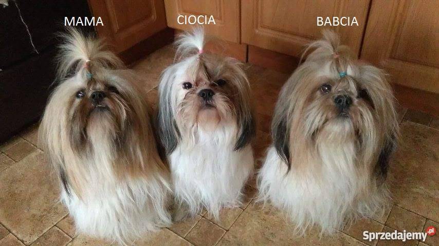 Szczeniaczki Shih Tzu Lubin sprzedam
