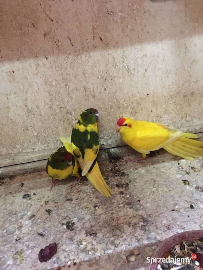 Papugi kozie Mondrolotki sprzedam Głowno sprzedam