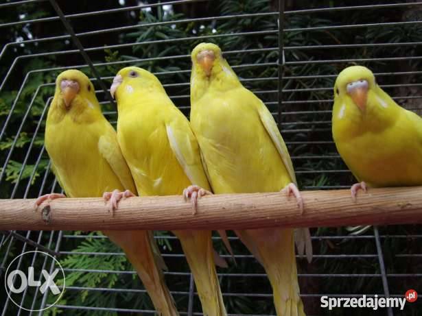 tanio papugi faliste śląskie Sosnowiec sprzedam