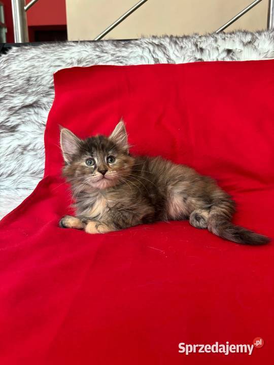 Kociaki Norweskie Leśne Warszawa