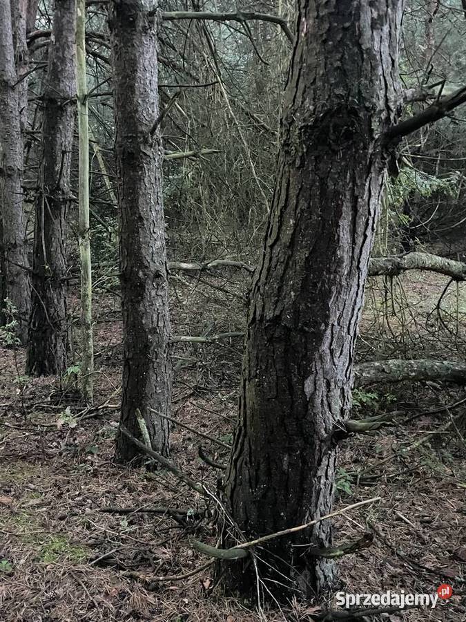Sprzedam las z gruntem 065ha Trojanów