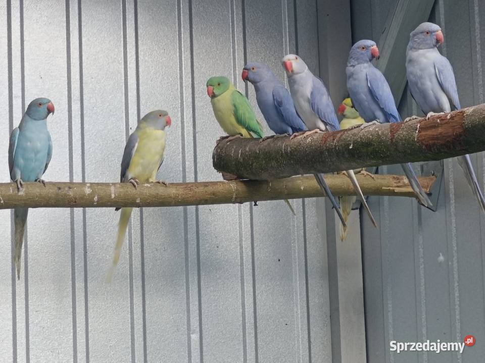 Akeksandretty obrożne Płońsk sprzedam