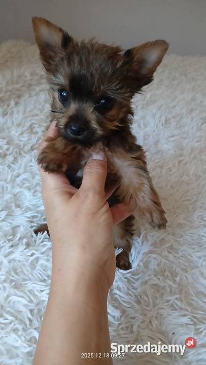 Yorkshire terrier chłopczyk mini Mochała