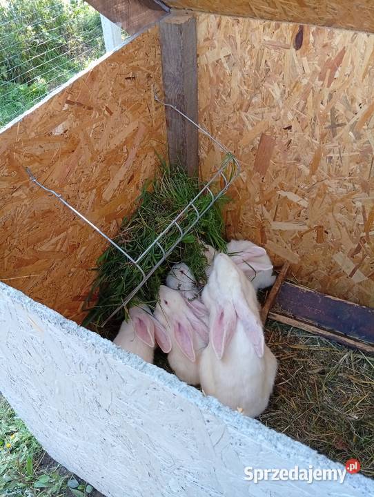 Króliki belgijski biały olbrzym Kolonia Grabostów