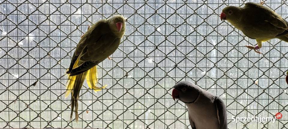 papugi aleksandretty obrożne