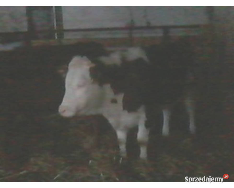 Sprzedam Odsadki Mięsne Byczek i 2 Jałówki Czaryż