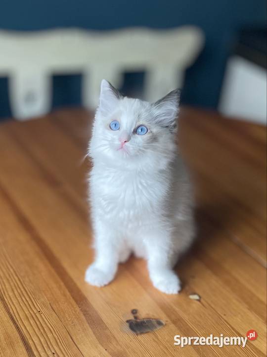 Ragdoll kotka rodowód FPL Częstochowa sprzedam