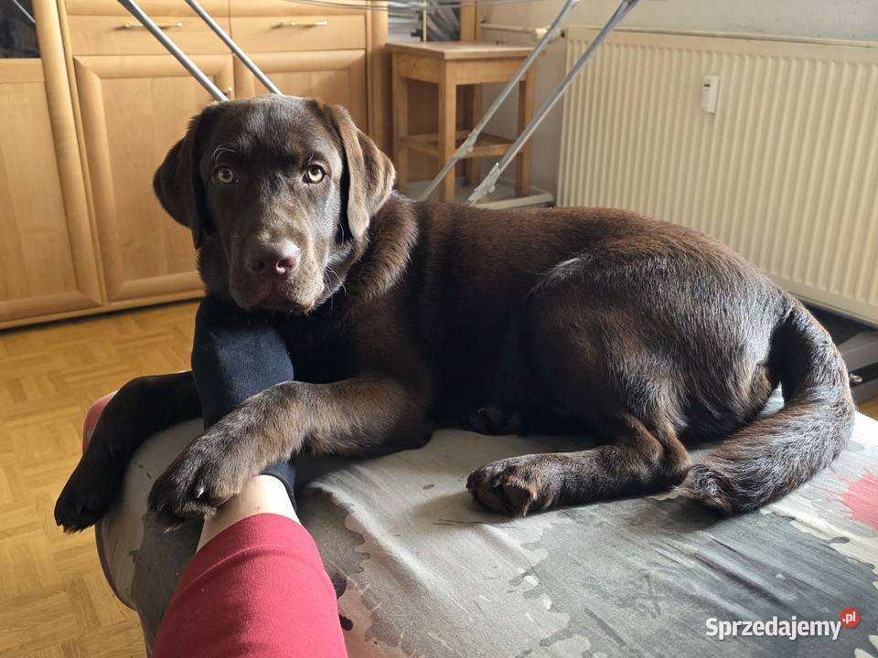 8 miesiecznyLabrador Retriever Psy Szczecin
