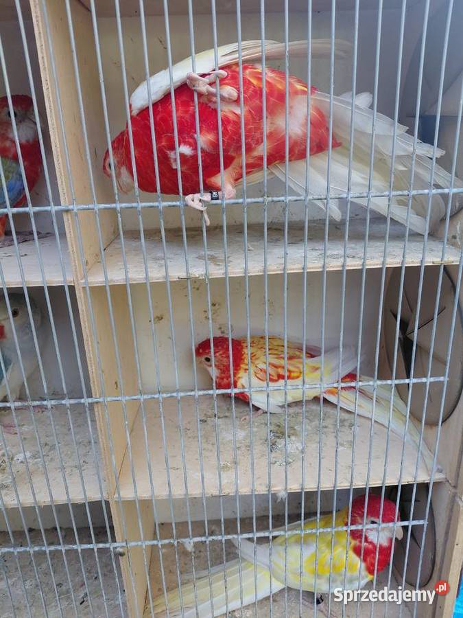 Rozelle białolice Polichno