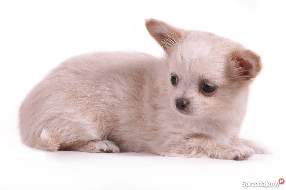 Chihuahua Długowłosa Kremowa Grodzisk Mazowiecki