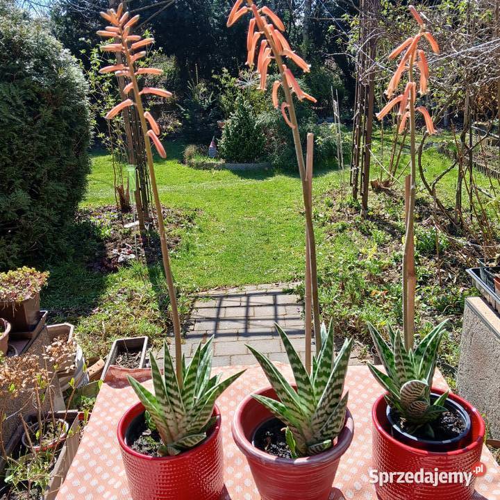Kaktus Pstry Tygrysi Aloe Variagata kwitnie małopolskie Nowy Sącz