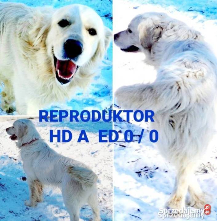 Camelot piękny samiec Golden Retriever PASZPORT Golden Retriever Dobieszczyzna